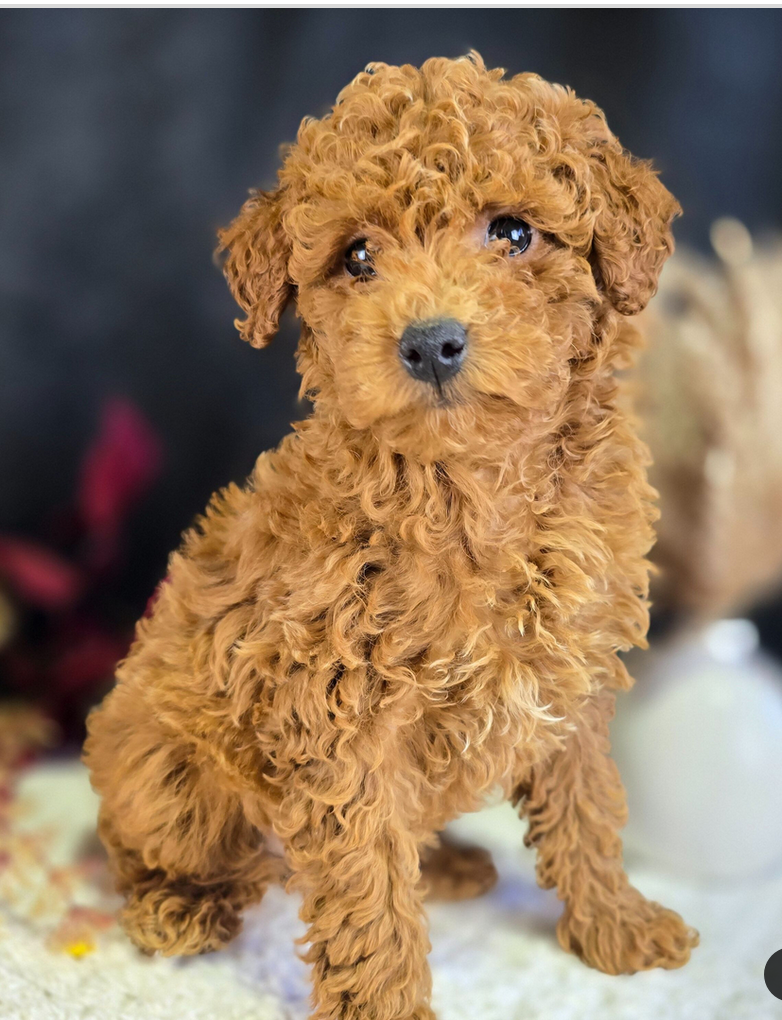 Baxter -Mini Poodles Male