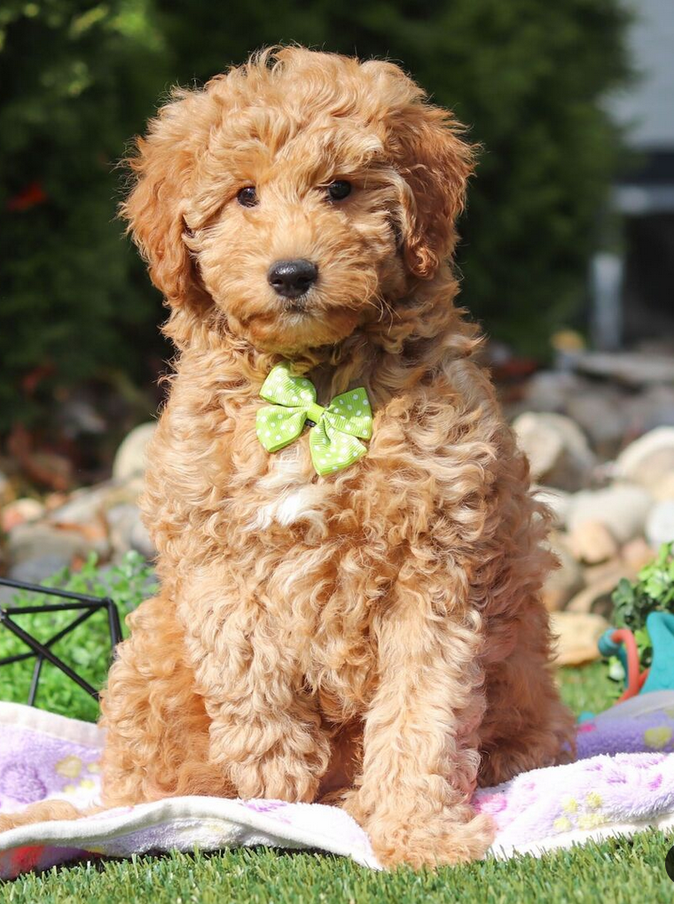 Dolph – Male Mini Goldendoodle
