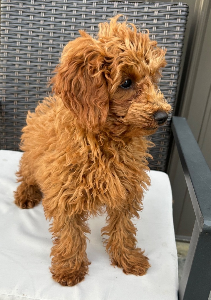 Nova – Mini Poodles Female