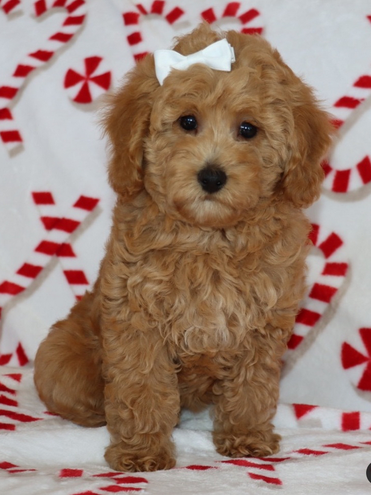 Tia - Mini Goldendoodle Female - Image 5
