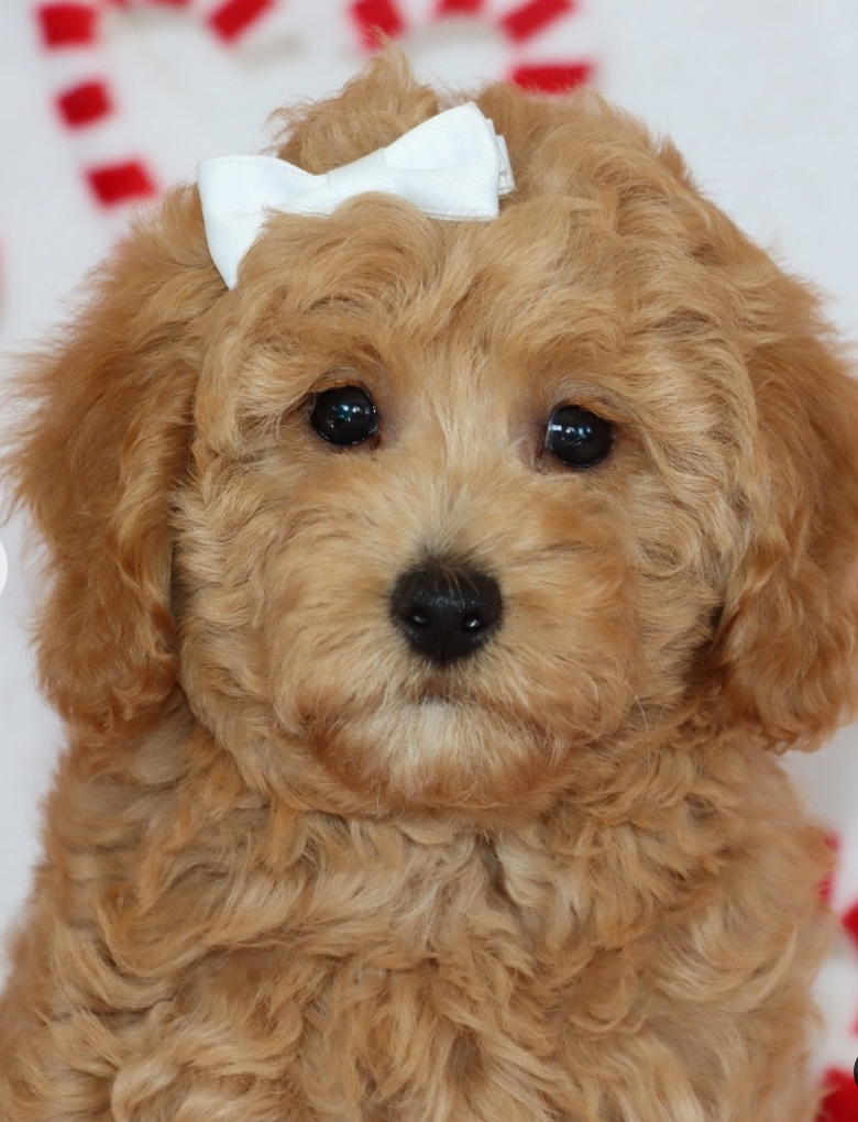 Tia - Mini Goldendoodle Female - Image 4