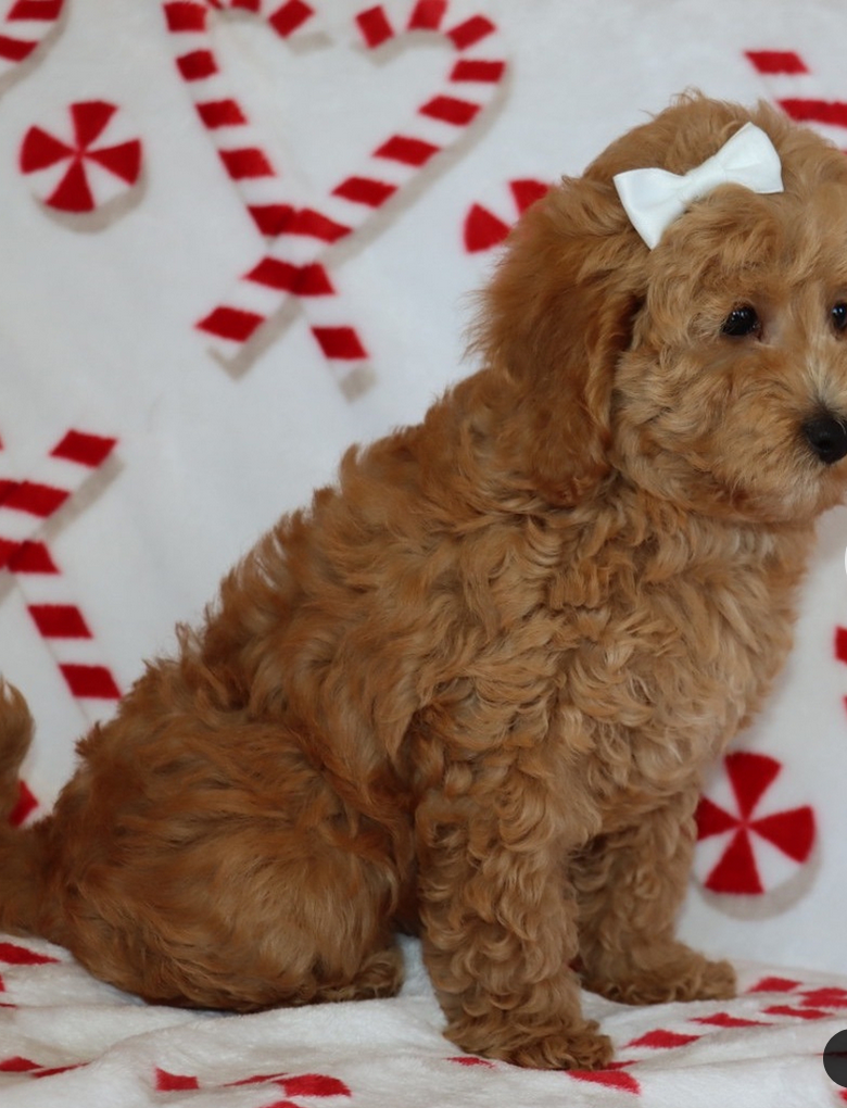 Tia - Mini Goldendoodle Female - Image 3
