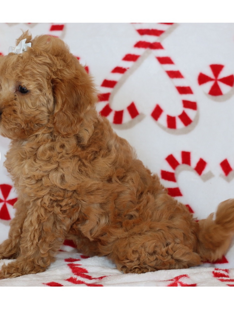 Tia – Mini Goldendoodle Female