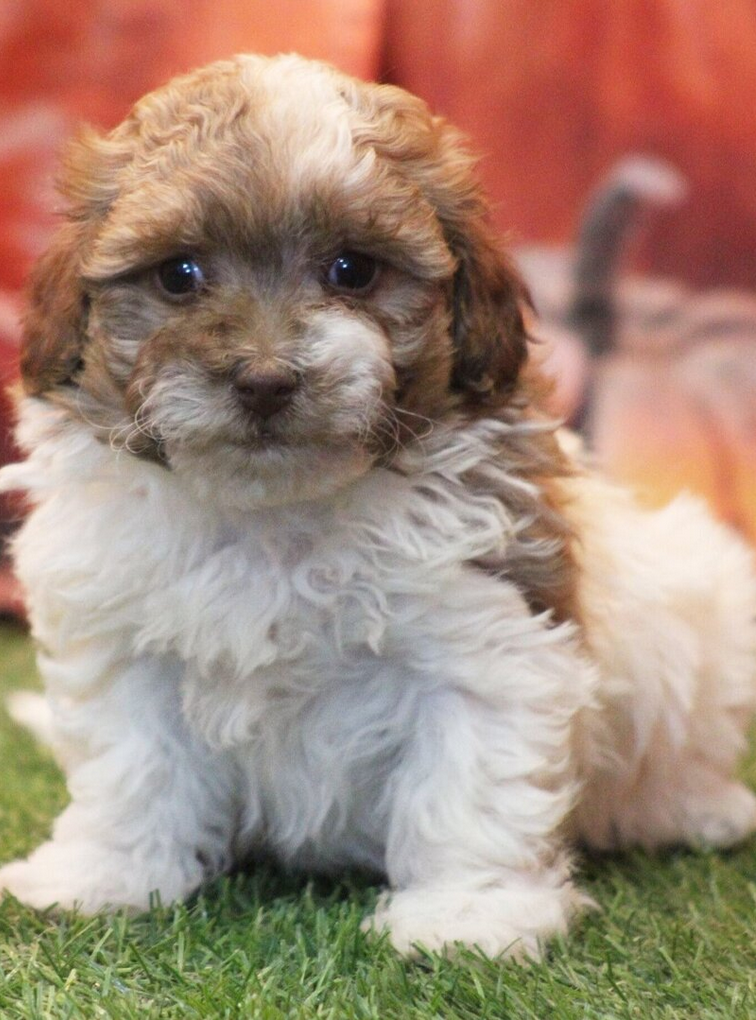 Leo - HavaPoo Male - Image 2