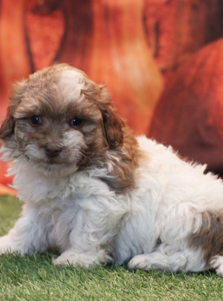 Leo - HavaPoo Male - Image 3