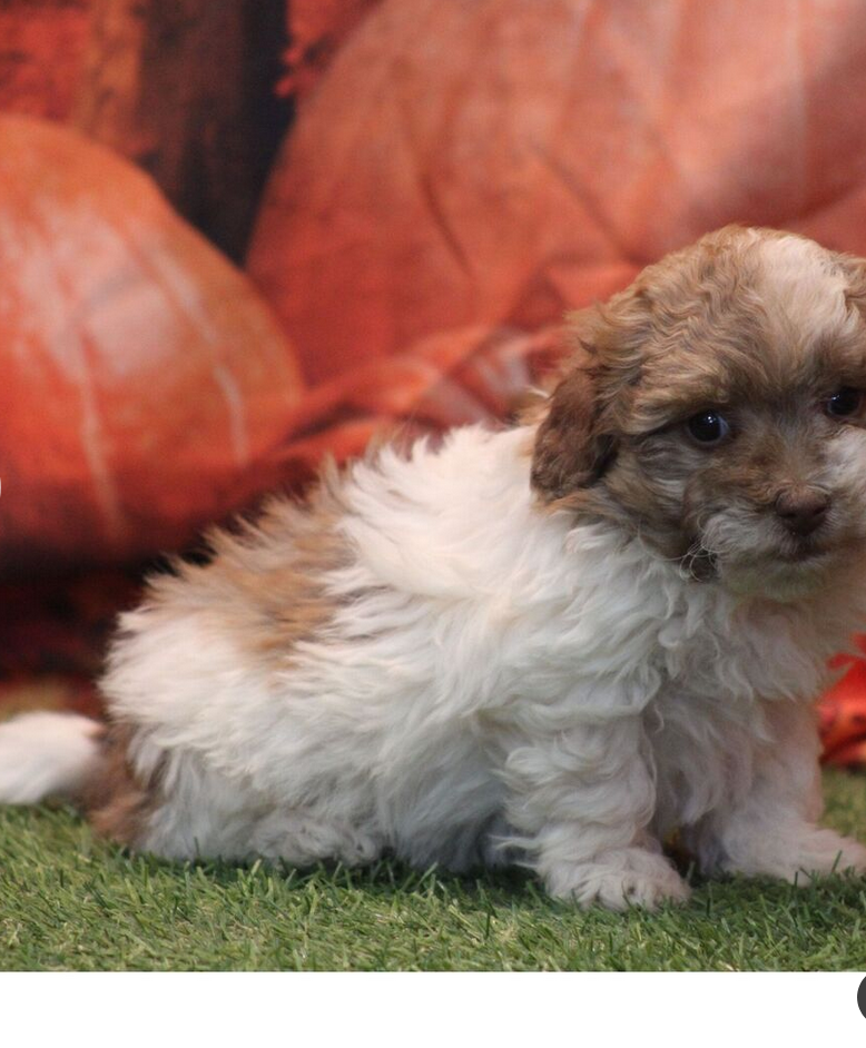 Leo - HavaPoo Male - Image 4