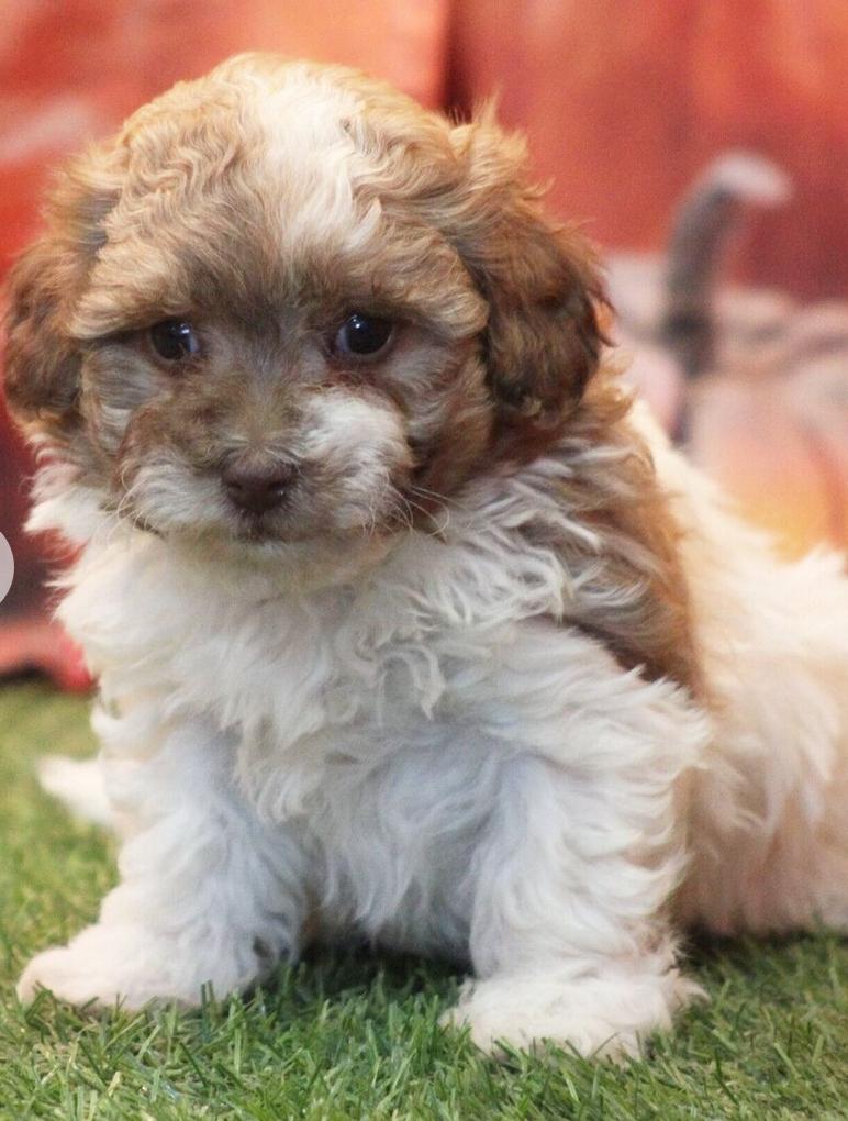 Leo – HavaPoo Male