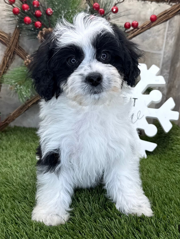 Layla – HavaPoo Female