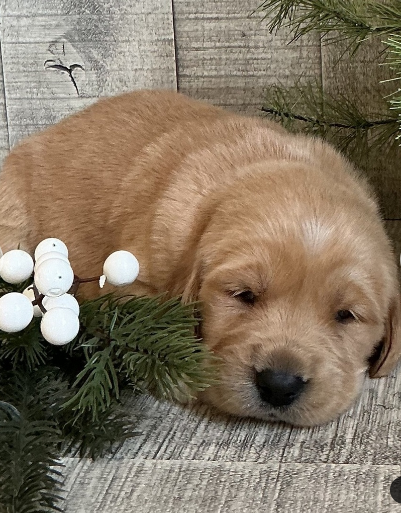 Merv - Golden Retriever Male - Image 5
