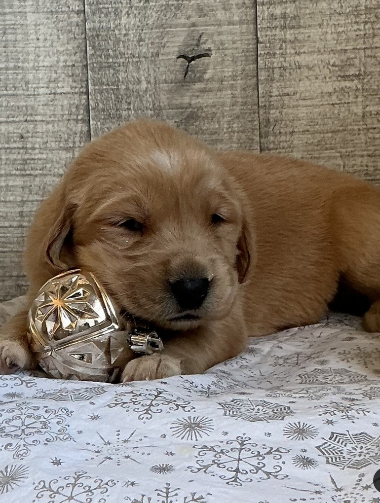 Merv - Golden Retriever Male - Image 4