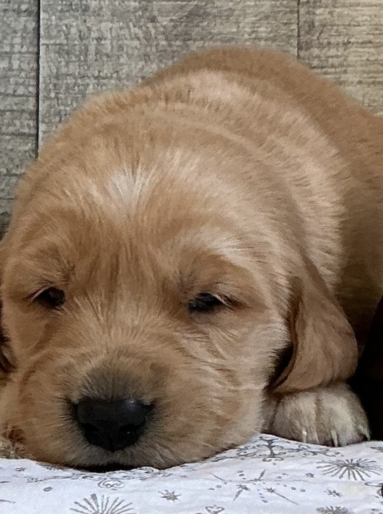 Merv – Golden Retriever Male