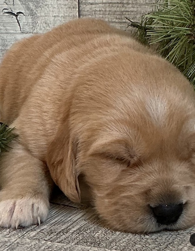 Merv - Golden Retriever Male - Image 3
