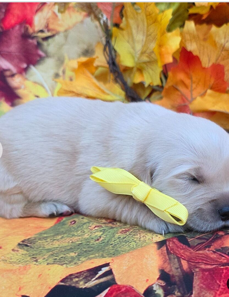 Rosie – Golden Retriever Female