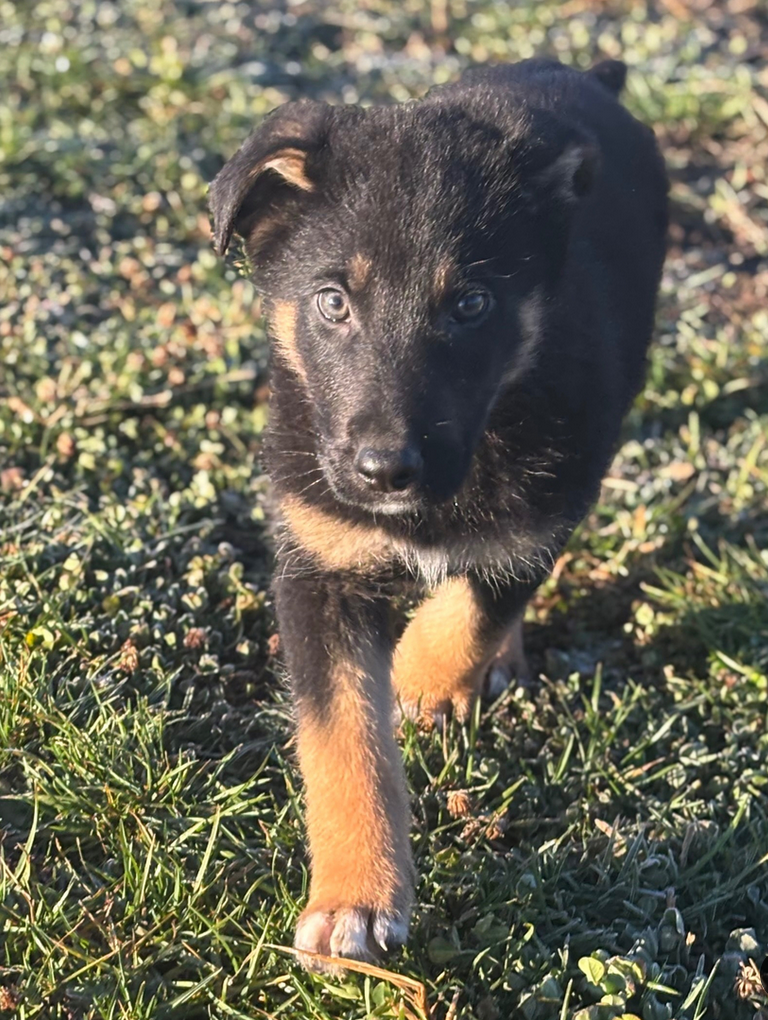 Rosco – German Shepherd Male