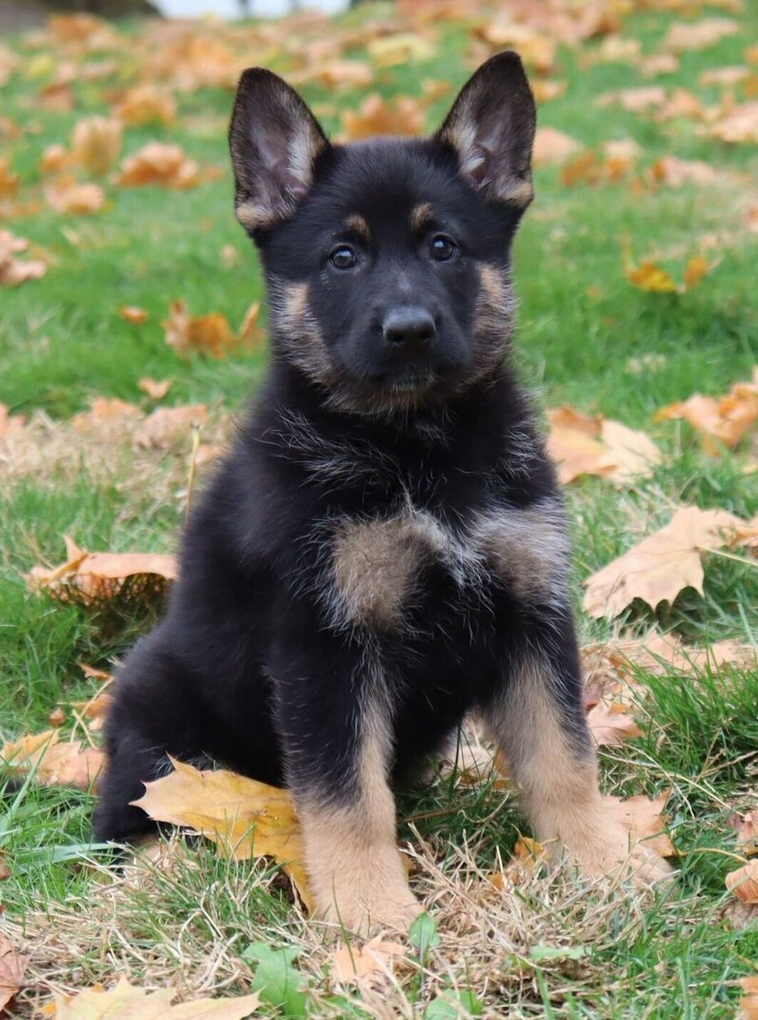 Breeze – German Shepherd Female