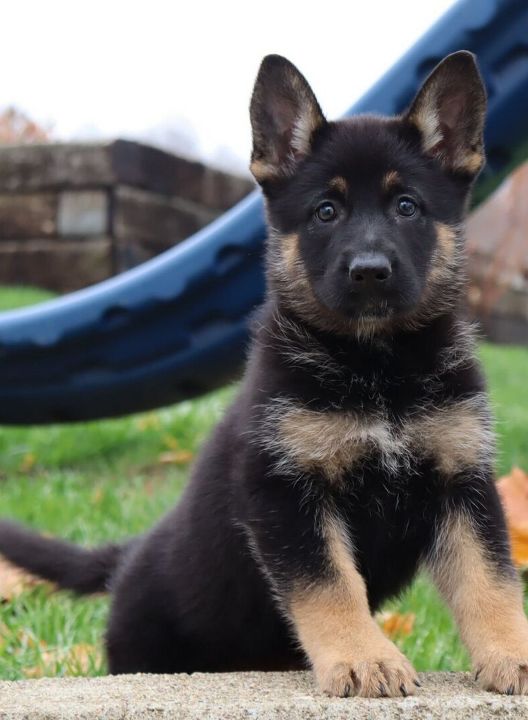 Breeze - German Shepherd Female - Image 4