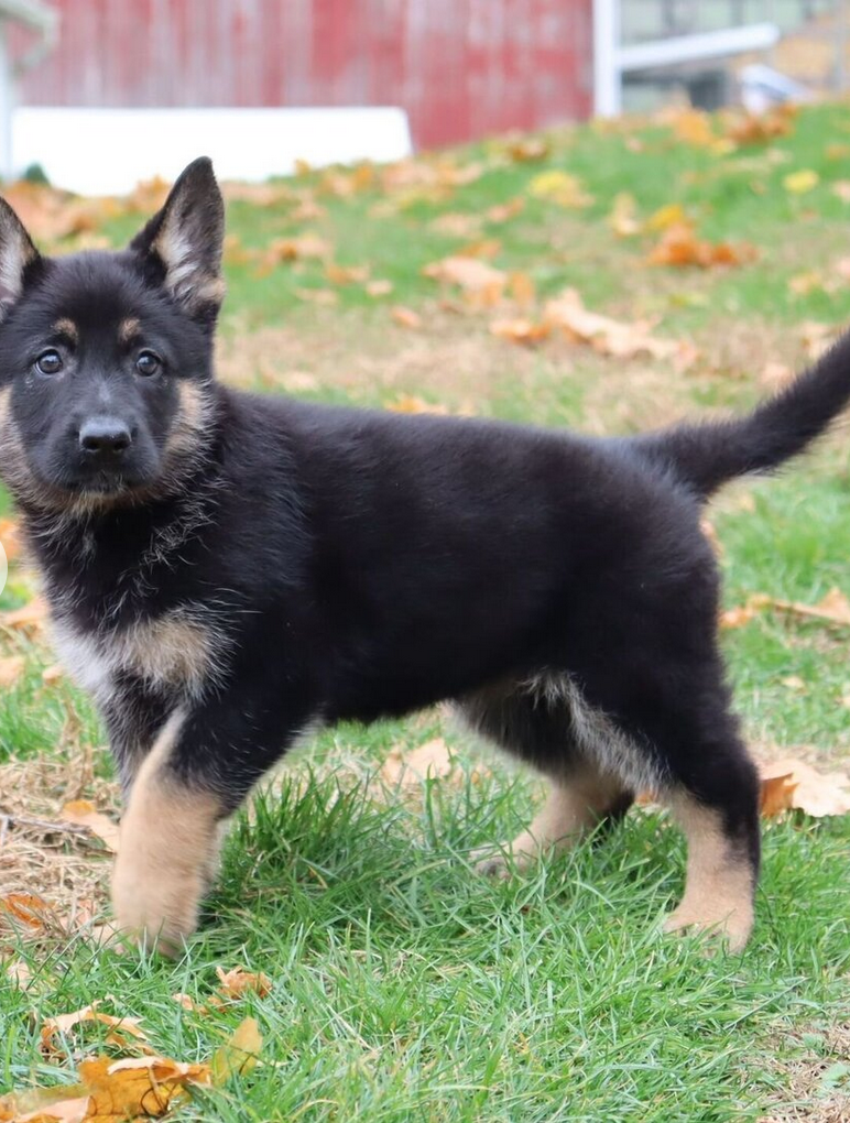 Breeze - German Shepherd Female - Image 5