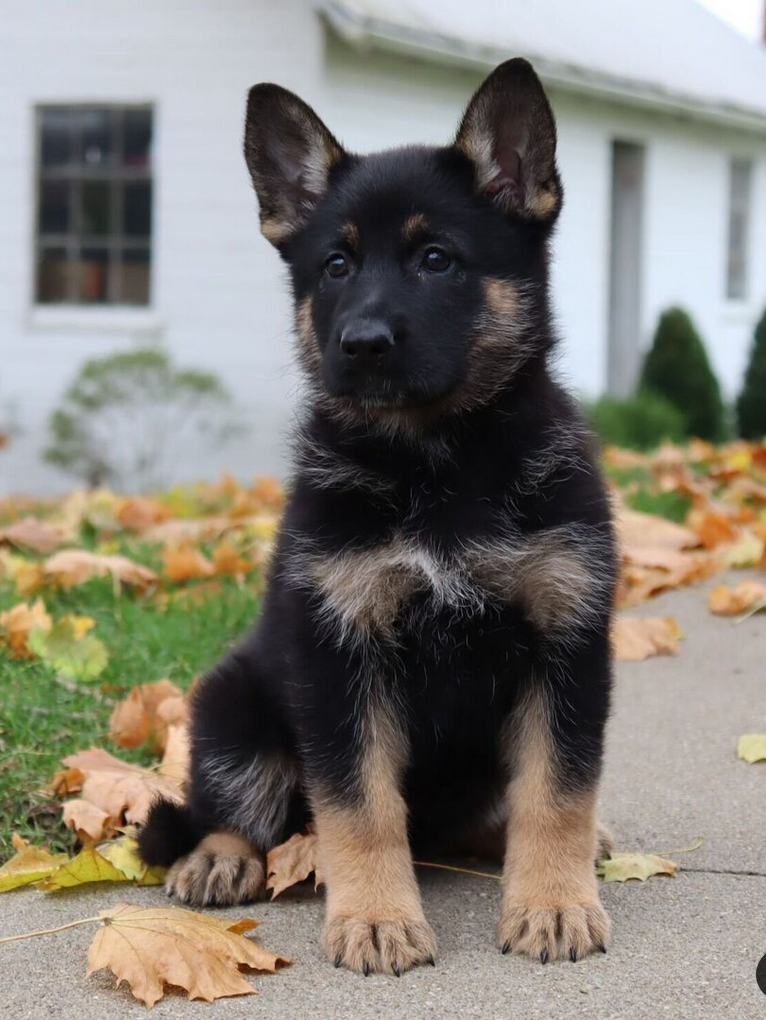Breeze - German Shepherd Female - Image 3