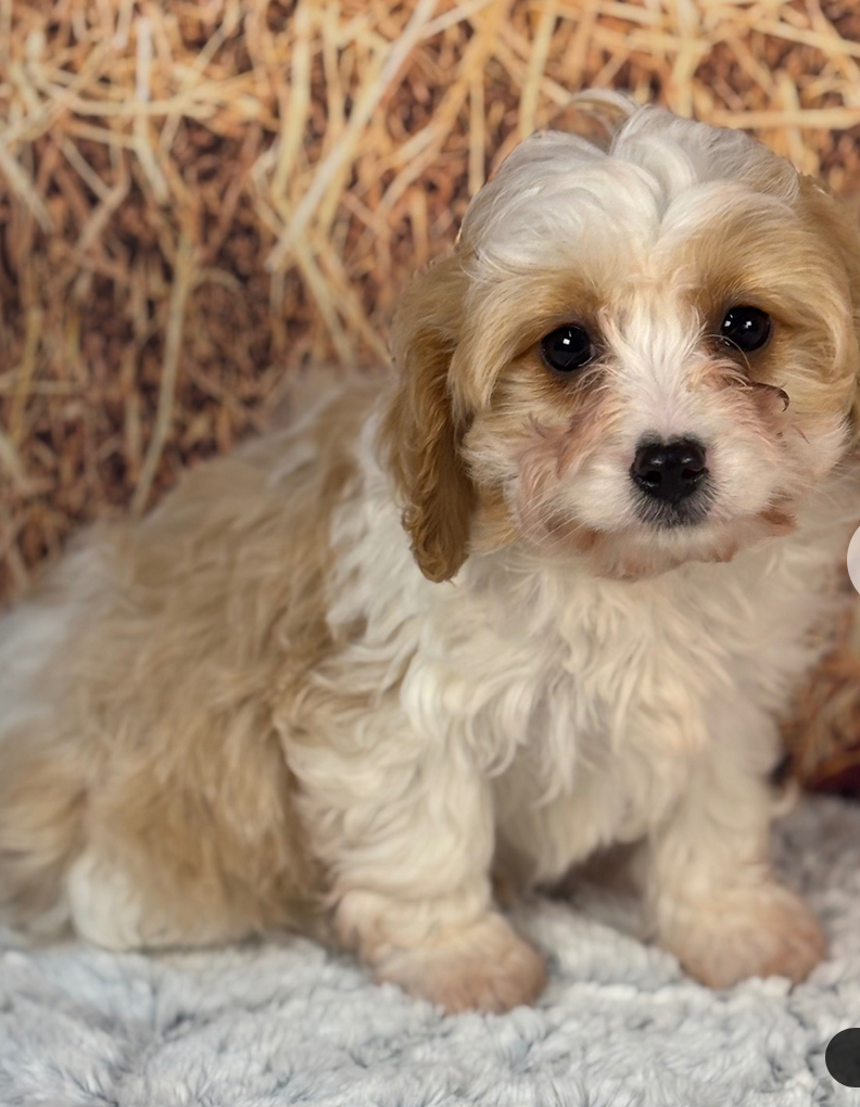 Taz -Cockapoo Puppies Male - Image 2