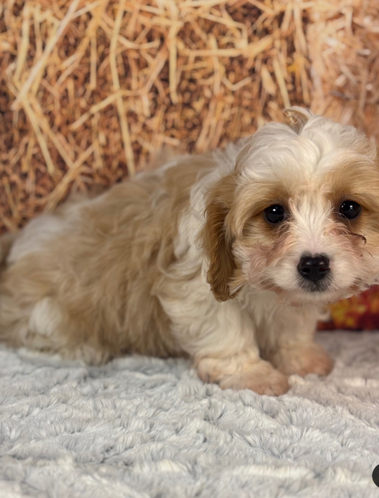 Taz -Cockapoo Puppies Male - Image 5