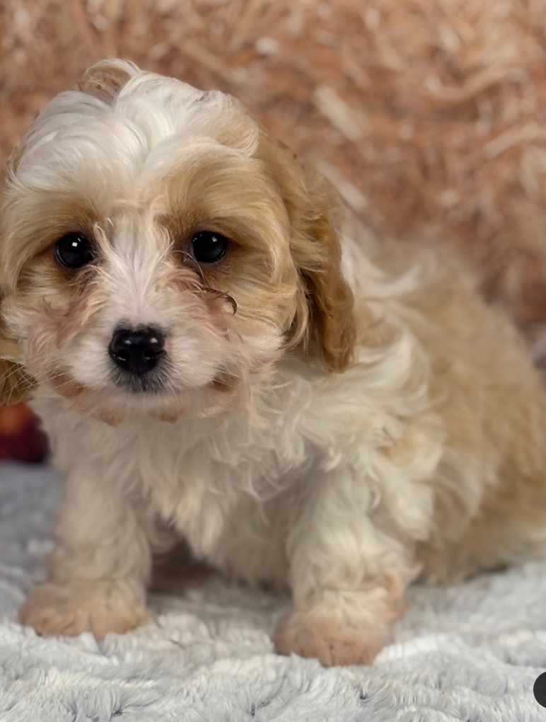 Taz -Cockapoo Puppies Male - Image 4