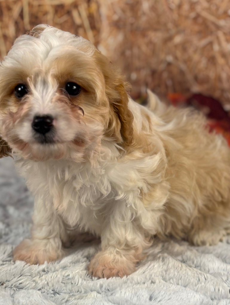 Taz -Cockapoo Puppies Male