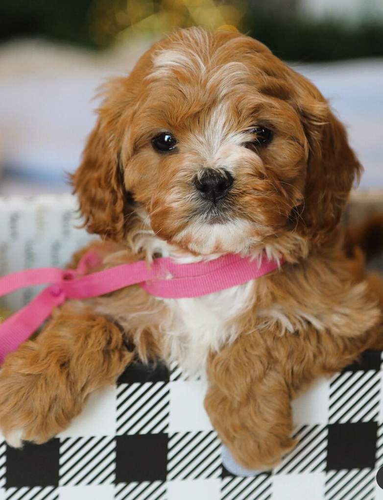 Twila -Cockapoo Puppies Female - Image 3