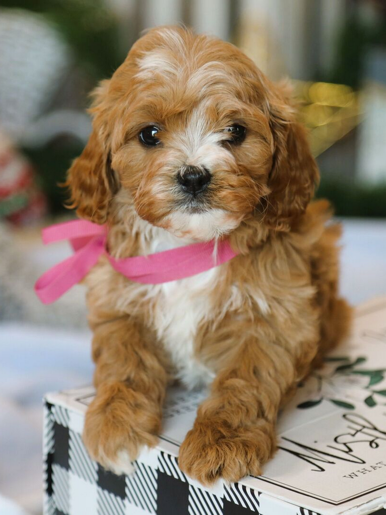 Twila -Cockapoo Puppies Female - Image 2