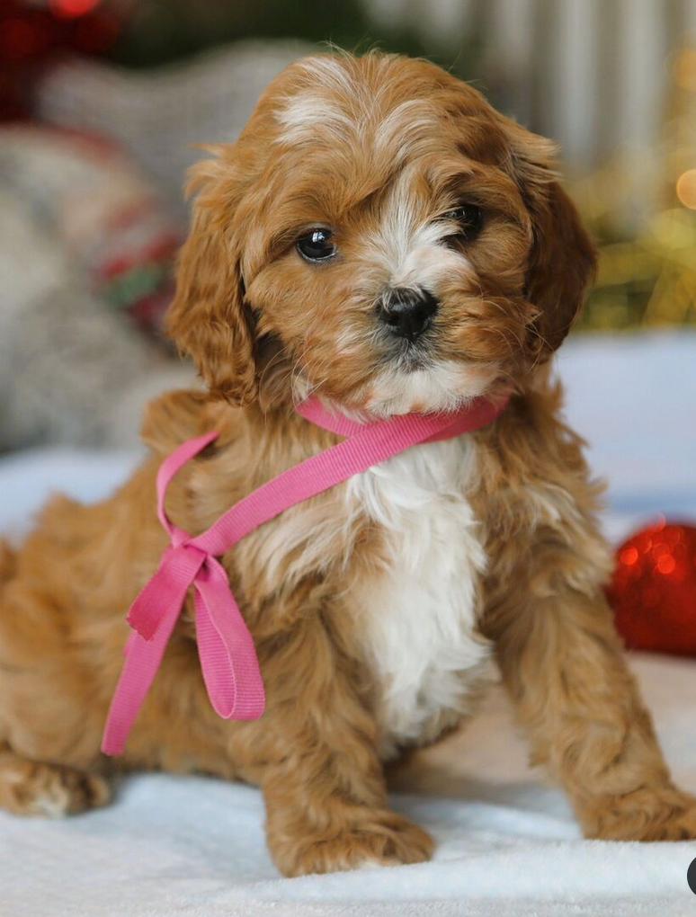 Twila -Cockapoo Puppies Female