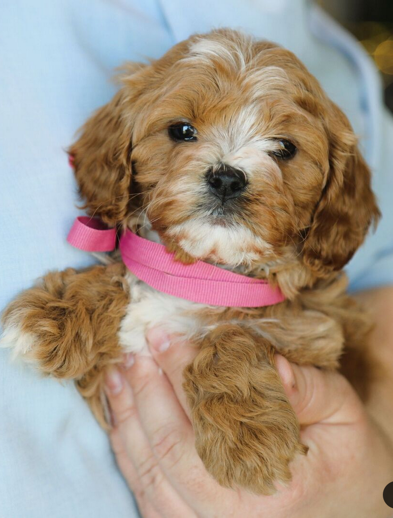 Twila -Cockapoo Puppies Female - Image 5