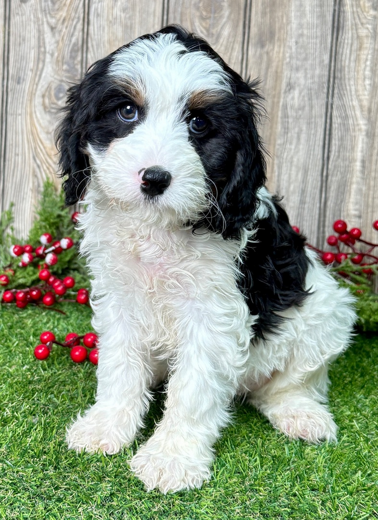 Georgie - Cavapoo Male - Image 5