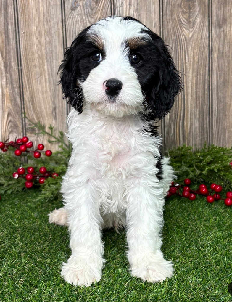 Georgie - Cavapoo Male - Image 2