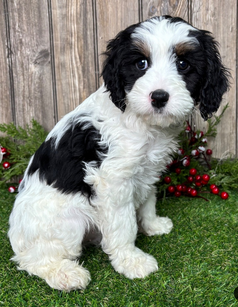 Georgie - Cavapoo Male - Image 3