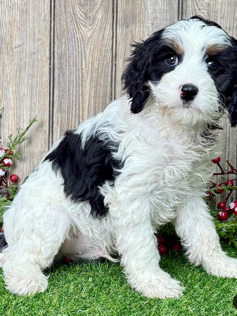 Georgie - Cavapoo Male - Image 4