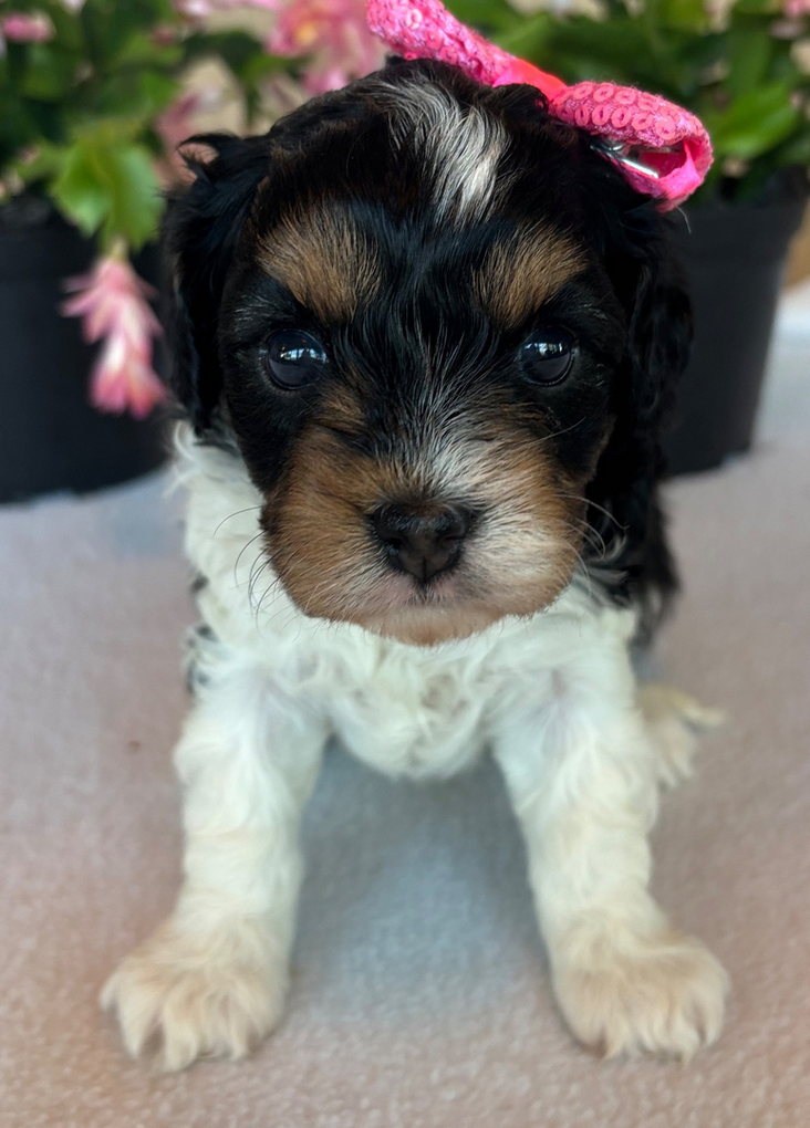 Myla – Cavapoo Male